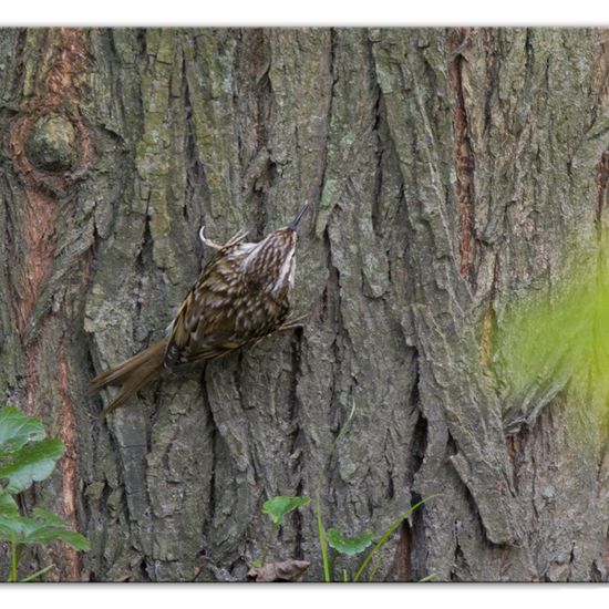 Short-toed Treecreeper: Animal in habitat Backyard in the NatureSpots App