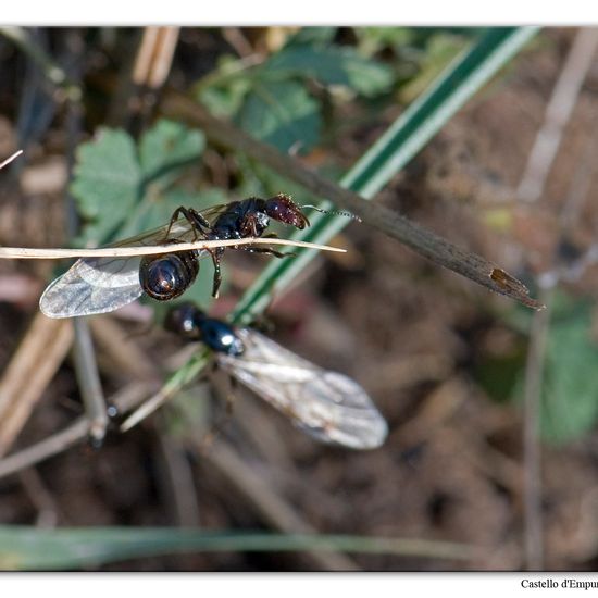 Messor barbarus: Animal in nature in the NatureSpots App