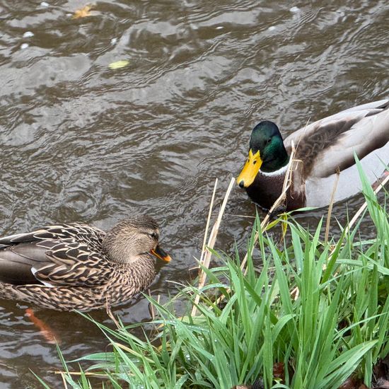 Mallard: Animal in habitat River in the NatureSpots App