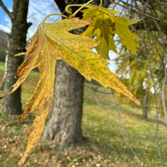 Acer saccharinum: Plant in habitat Park in the NatureSpots App