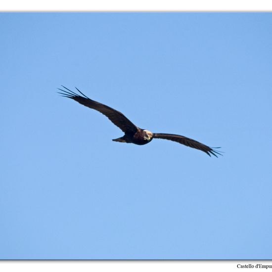 Western Marsh Harrier: Animal in habitat Swamp in the NatureSpots App