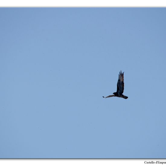 Western Marsh Harrier: Animal in habitat Swamp in the NatureSpots App