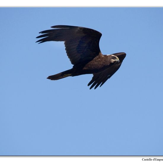 Western Marsh Harrier: Animal in habitat Swamp in the NatureSpots App