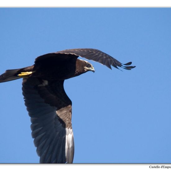 Western Marsh Harrier: Animal in habitat Swamp in the NatureSpots App