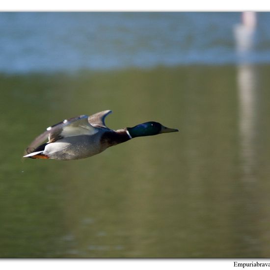 Stockente: Tier im Habitat Teich in der NatureSpots App