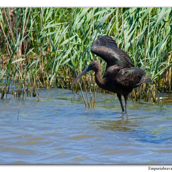 Brauner Sichler: Tier im Habitat Sumpf in der NatureSpots App