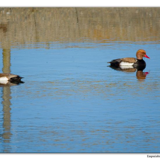 Kolbenente: Tier im Habitat Teich in der NatureSpots App