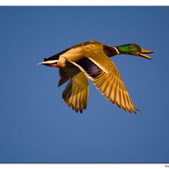 Stockente: Tier im Habitat Teich in der NatureSpots App