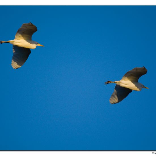 Silberreiher: Tier im Habitat Teich in der NatureSpots App