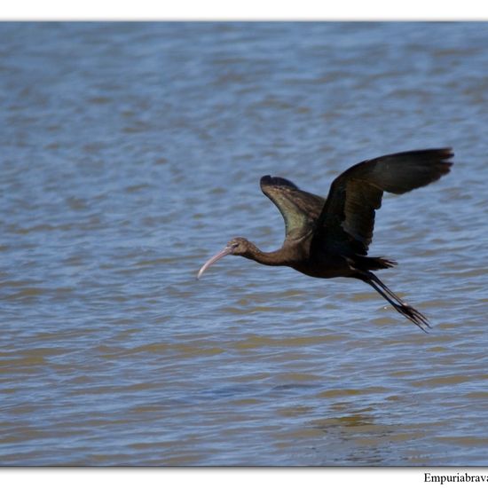 Brauner Sichler: Tier im Habitat Sumpf in der NatureSpots App