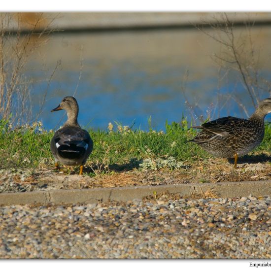 Mareca strepera: Tier im Habitat Teich in der NatureSpots App