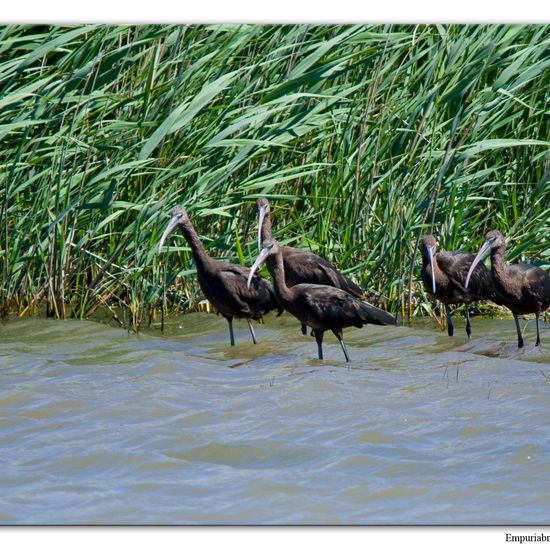 Brauner Sichler: Tier im Habitat Sumpf in der NatureSpots App