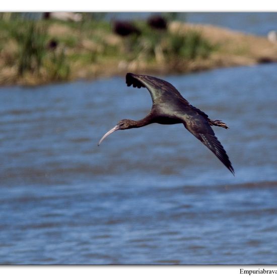 Brauner Sichler: Tier im Habitat Sumpf in der NatureSpots App