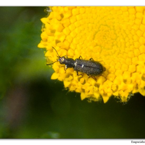 Eine unbekannte Art: Tier im Habitat Halb-natürliches Grasland in der NatureSpots App