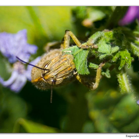 Ägyptische Wanderheuschrecke: Tier im Habitat Halb-natürliches Grasland in der NatureSpots App