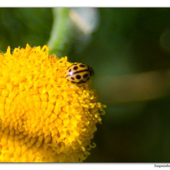 Sechzehnpunkt-Marienkäfer: Tier im Habitat Halb-natürliches Grasland in der NatureSpots App