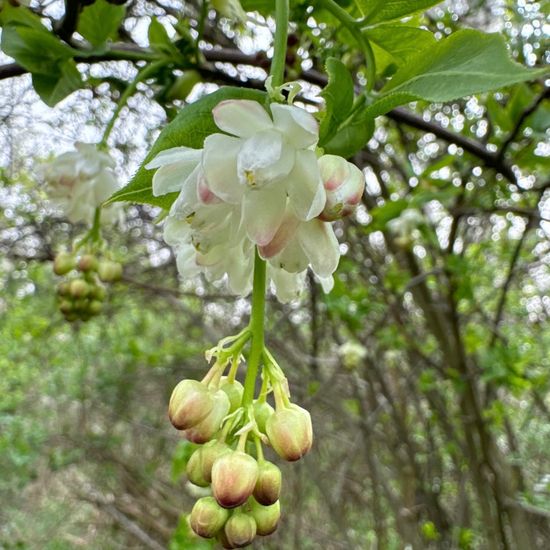 Gemeine Pimpernuss: Pflanze im Habitat Wald der gemäßigten Breiten in der NatureSpots App