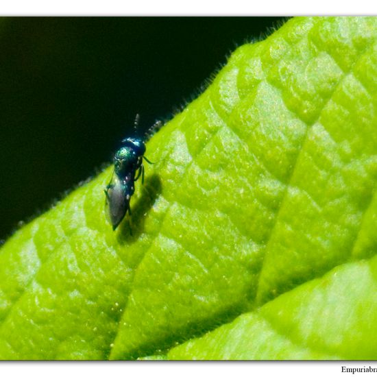 Erzwespen: Tier im Habitat Halb-natürliches Grasland in der NatureSpots App