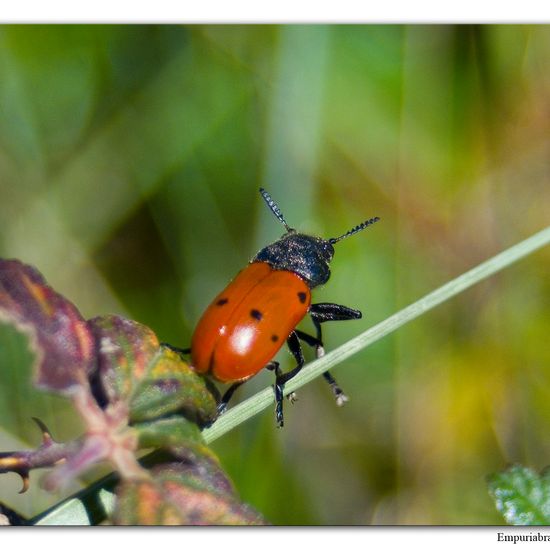 Lachnaia hirta: Tier im Habitat Halb-natürliches Grasland in der NatureSpots App