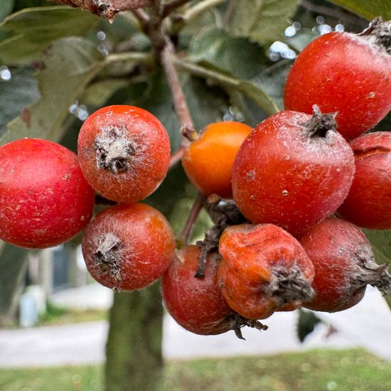 Schwedische Mehlbeere: Pflanze im Habitat Anderes Stadthabitat in der NatureSpots App