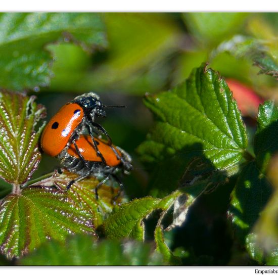 Lachnaia hirta: Tier im Habitat Halb-natürliches Grasland in der NatureSpots App