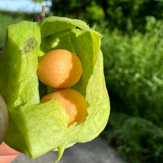 Gemeine Pimpernuss: Pflanze im Habitat Wald der gemäßigten Breiten in der NatureSpots App