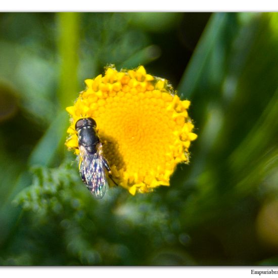 Kleine Mistbiene: Tier im Habitat Halb-natürliches Grasland in der NatureSpots App