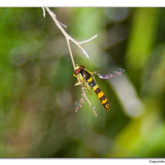 Gewöhnliche Langbauchschwebfliege: Tier im Habitat Halb-natürliches Grasland in der NatureSpots App