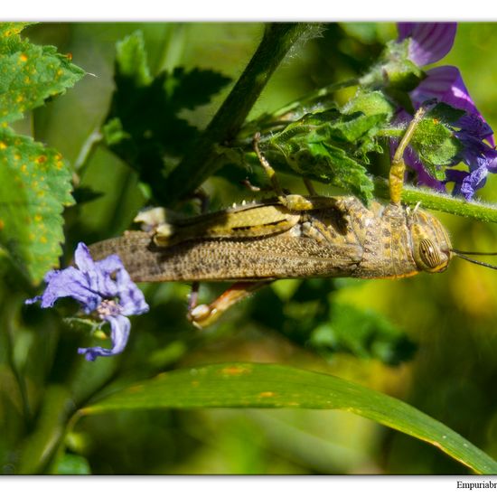 Ägyptische Wanderheuschrecke: Tier im Habitat Halb-natürliches Grasland in der NatureSpots App