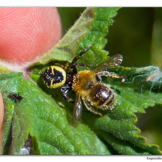 Südliche Glanz-Krabbenspinne: Tier im Habitat Halb-natürliches Grasland in der NatureSpots App