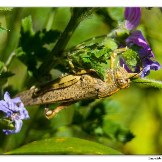 Ägyptische Wanderheuschrecke: Tier im Habitat Halb-natürliches Grasland in der NatureSpots App