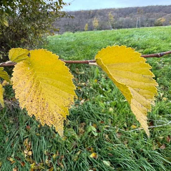 Feldulme: Pflanze im Habitat Habitat manuell eingeben in der NatureSpots App