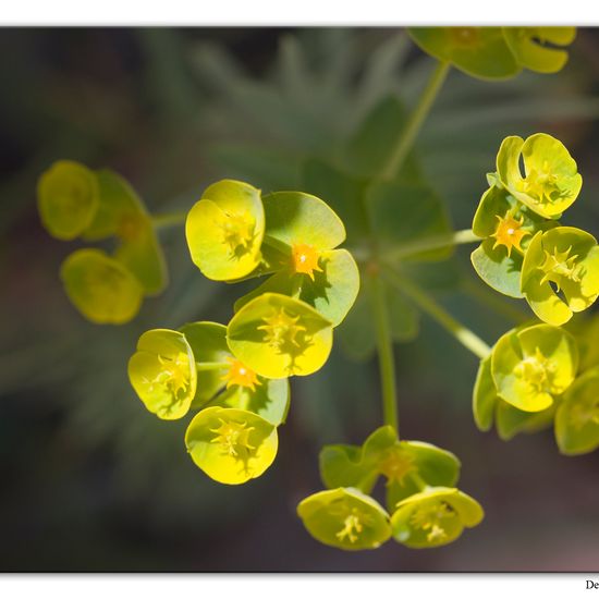 Euphorbia segetalis: Pflanze im Habitat Anderes Meer/Küsten-Habitat in der NatureSpots App