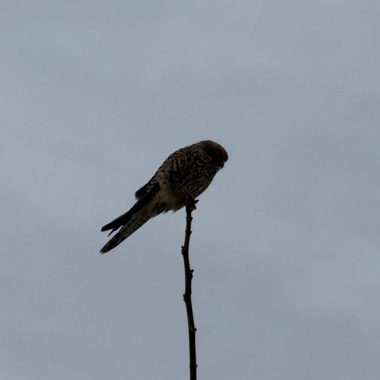 Turmfalke: Tier im Habitat Felder in der NatureSpots App