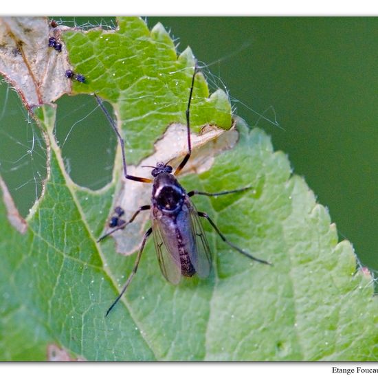 Zuckmücken: Tier im Habitat Grasland und Büsche in der NatureSpots App