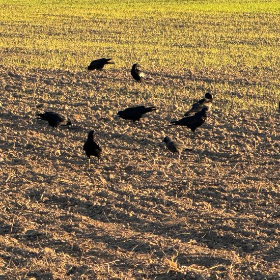 Saatkrähe: Tier im Habitat Felder in der NatureSpots App