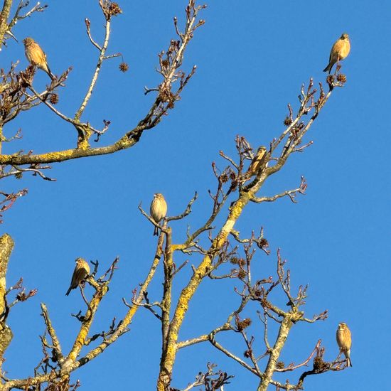 Bluthänfling: Tier im Habitat Garten in der NatureSpots App