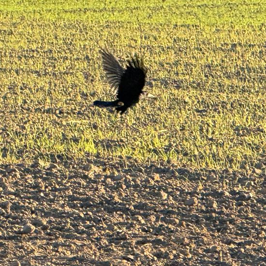 Saatkrähe: Tier im Habitat Felder in der NatureSpots App