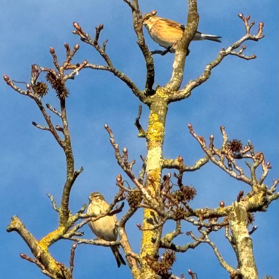 Bluthänfling: Tier im Habitat Garten in der NatureSpots App