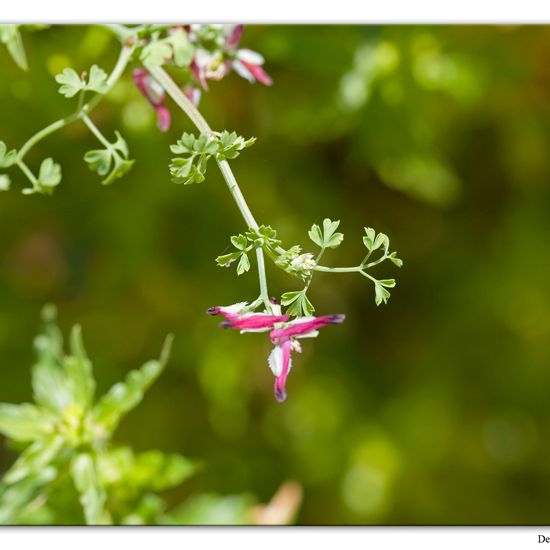 Fumaria muralis: Pflanze im Habitat Anderes Meer/Küsten-Habitat in der NatureSpots App