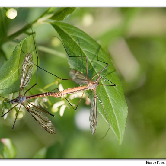 Tipula vernalis: Tier im Habitat Grasland und Büsche in der NatureSpots App