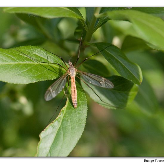 Tipula vernalis: Tier im Habitat Grasland und Büsche in der NatureSpots App