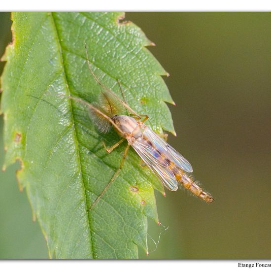 Zuckmücken: Tier im Habitat Grasland und Büsche in der NatureSpots App