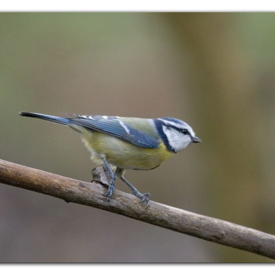 Blaumeise: Tier im Habitat Hinterhof in der NatureSpots App