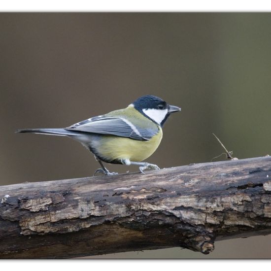 Kohlmeise: Tier im Habitat Hinterhof in der NatureSpots App