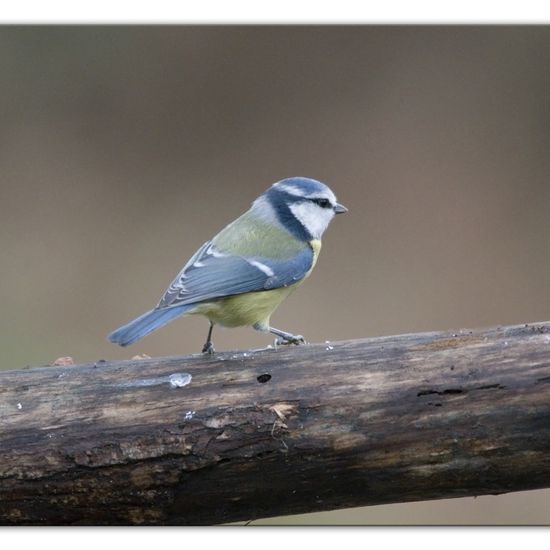 Blaumeise: Tier im Habitat Hinterhof in der NatureSpots App