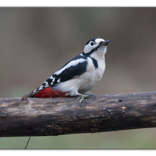 Buntspecht: Tier im Habitat Hinterhof in der NatureSpots App