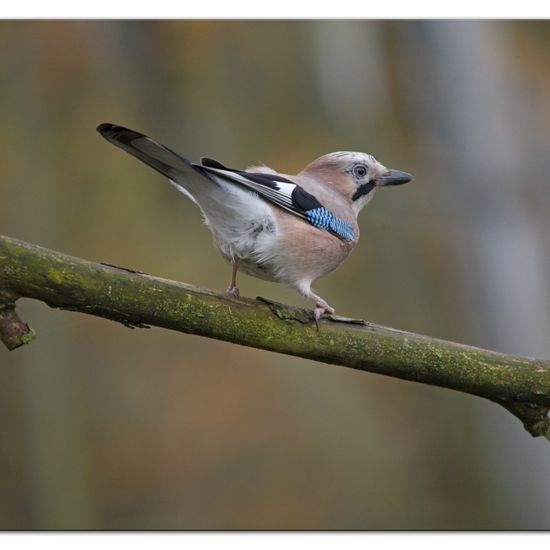 Eichelhäher: Tier im Habitat Hinterhof in der NatureSpots App