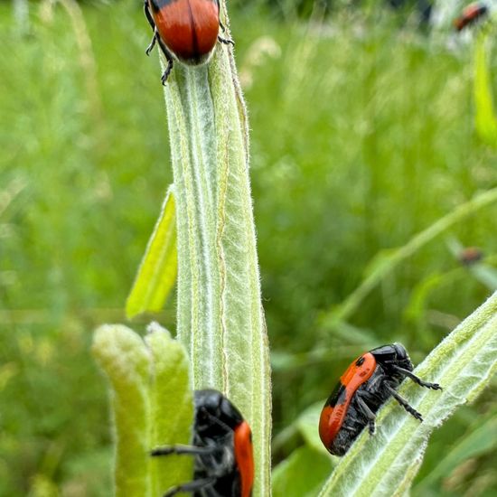 Ameisen-Sackkäfer: Tier in der Natur in der NatureSpots App