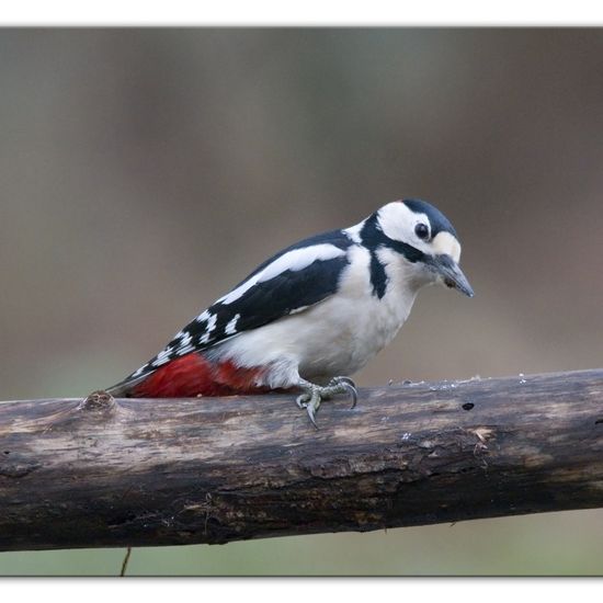 Buntspecht: Tier im Habitat Hinterhof in der NatureSpots App